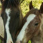 Close-up of two horses nuzzling under a tree.