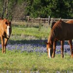 Two chestnut horses grazing in a flower-filled pasture.
