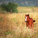 Young colt running through a wildflower field.