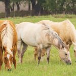 Three horses grazing in a lush green pasture.