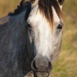 Portrait of a grey horse with a dark mane.