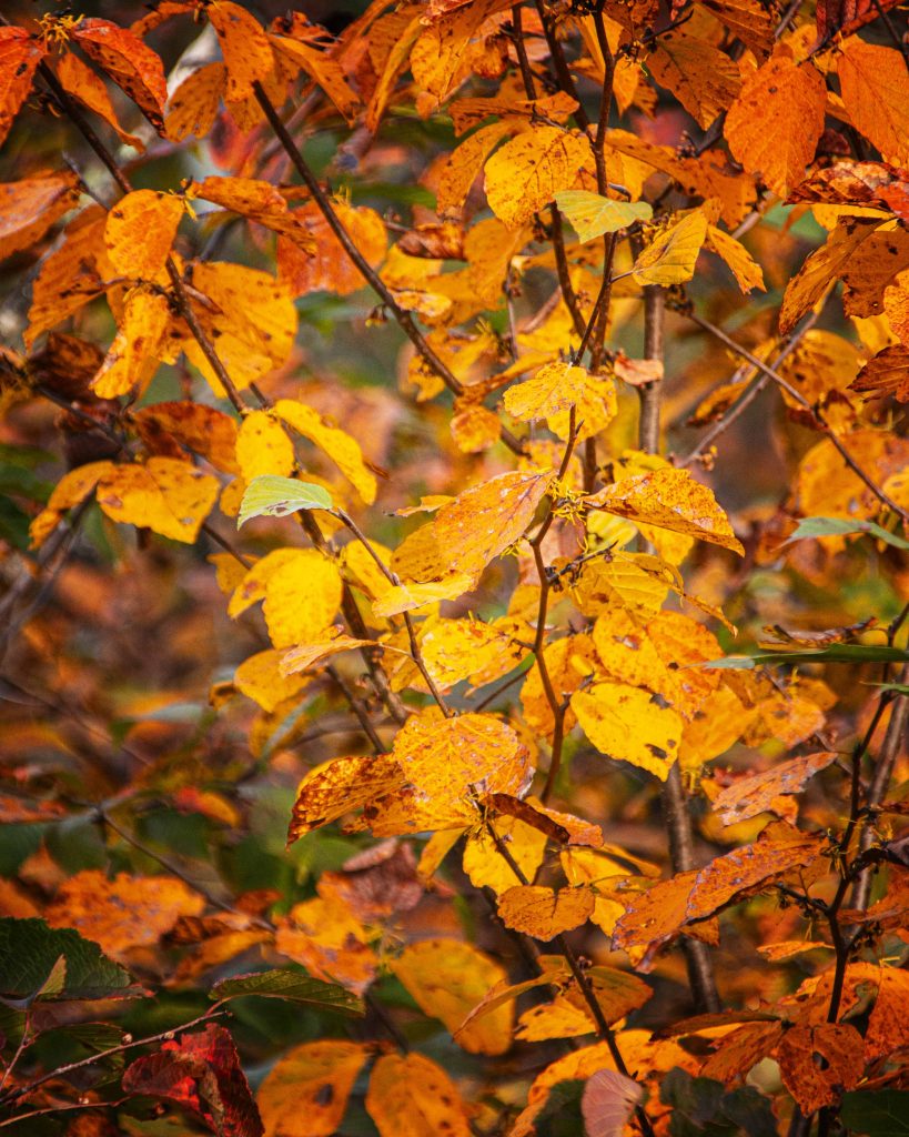 Close-up of golden and orange autumn leaves glowing in soft sunlight.