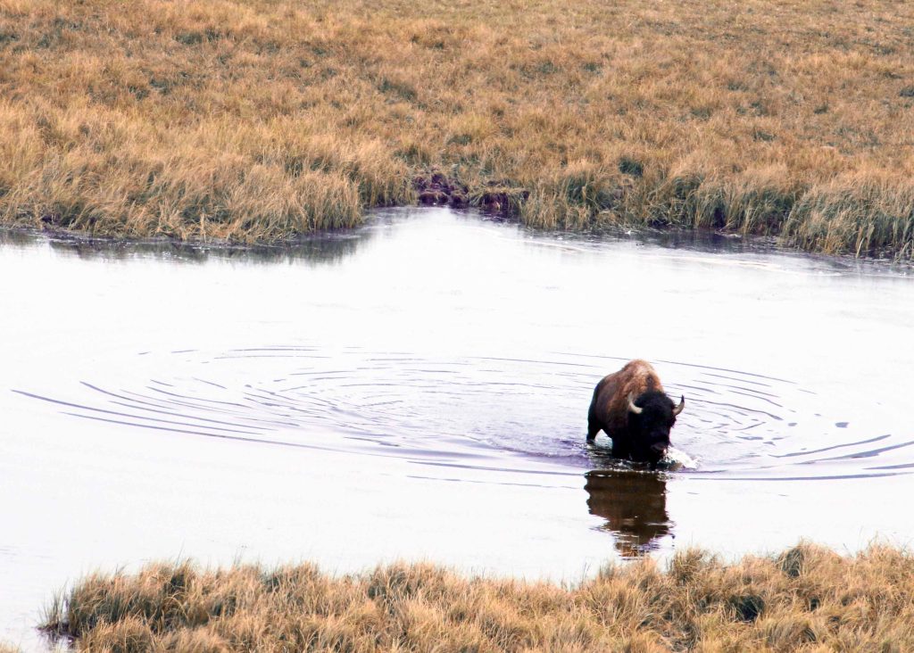 Still Waters & Wild Spirit